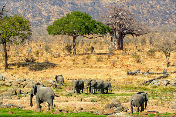Elephants at Ruaha
