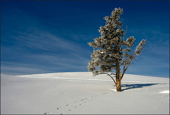 Lone Tree in Snow