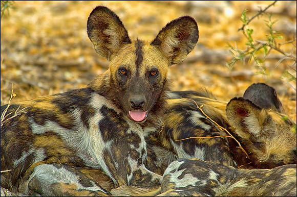 Wild Dog,
