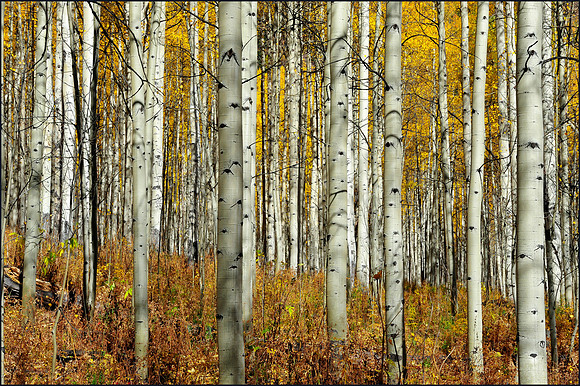 Aspen Trees