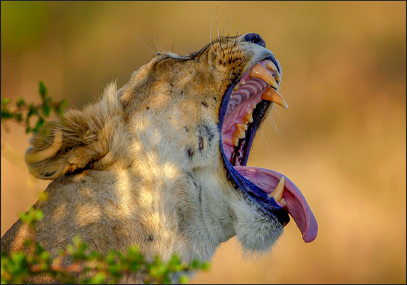 Young Lion Yawning
