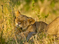 African Wildlife Photography