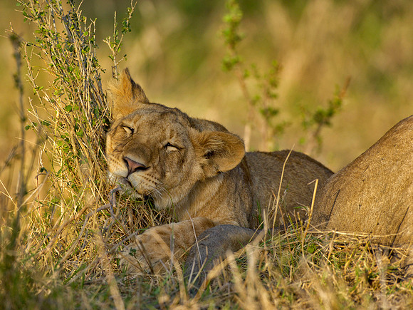 Young lion asleep in the afternoon sun