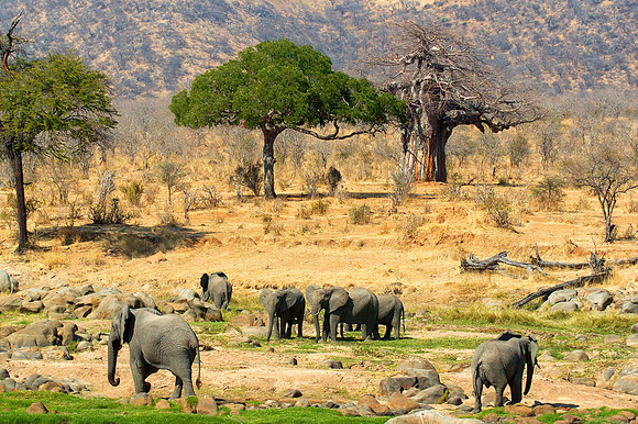 Elephants at Ruaha National Park