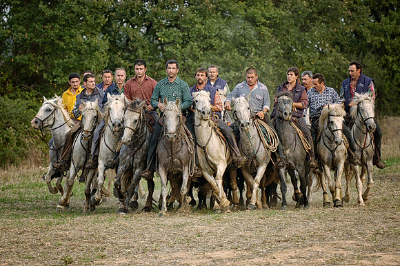 The Guardians_Camargue Horses