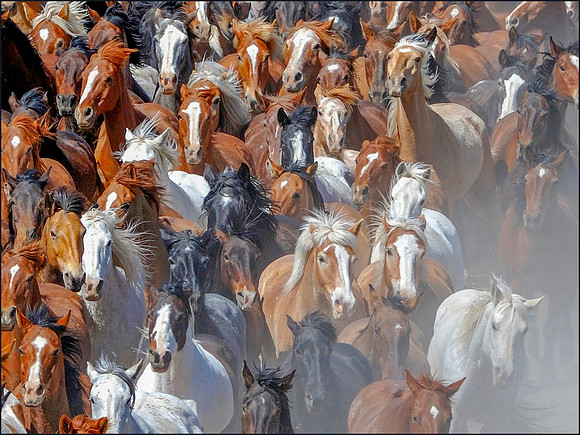 The Great American Horse Drive