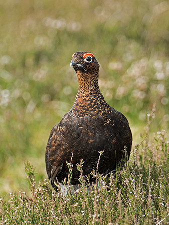 Red Grouse in the heather near Glen Esk