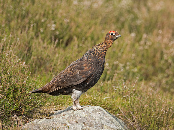 Red Grouse in the heather near Glen Esk