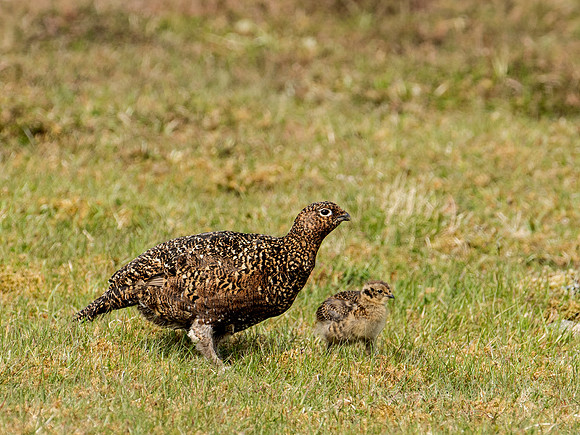 Red Female Grouse with chick in the heather