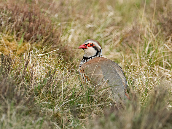 Red-legged partridge in the gorse