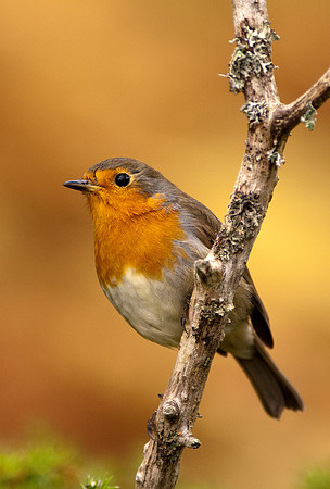 Robin on branch
