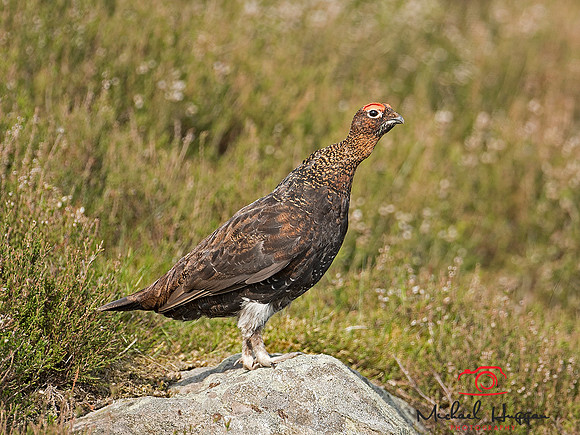 Red Grouse in the heather near Glen Esk