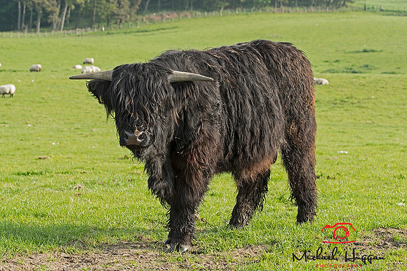 Highland Cattle near Glen Esk,