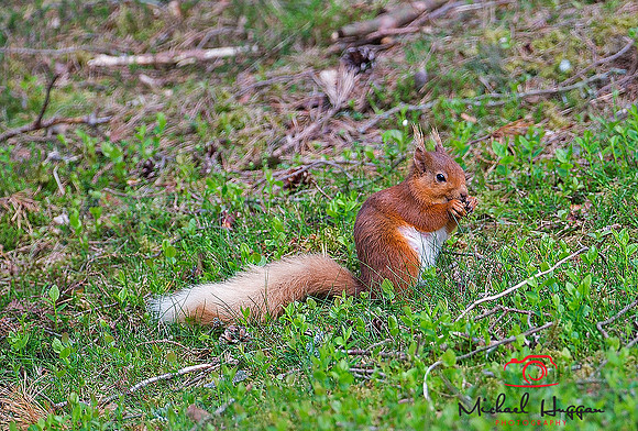 Red Squirrel  near Glen Esk,