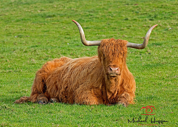 Highland Cow near Glen Esk,