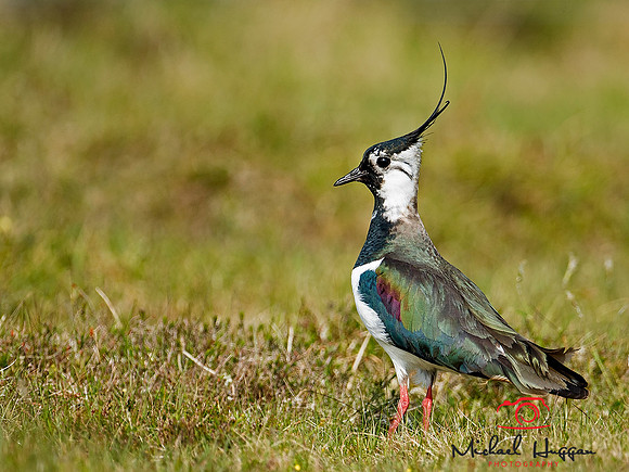 Lapwing  near Glen Esk
