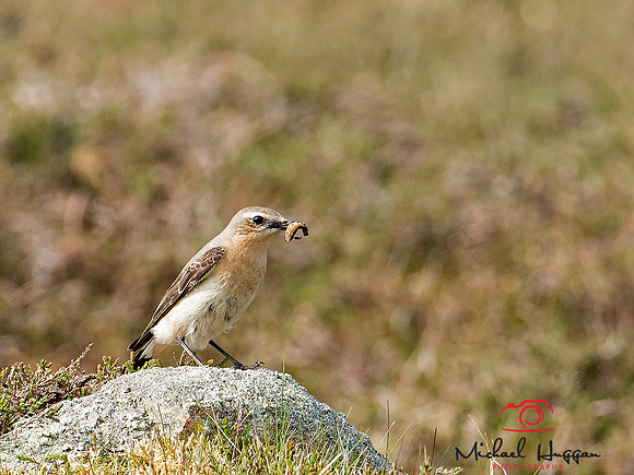 Female Wheatear with a gruber near Glen Esk