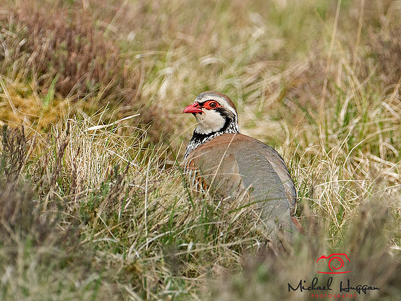 Red-legged partridge in the gorse
