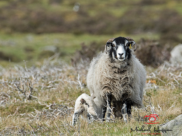 Mother sheep with suckling lamb