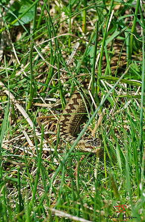 Adder sliding through grass