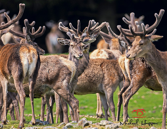 Herd of male Red Deer near Glen Esk