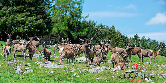 Herd of male Red Deer near Glen Esk