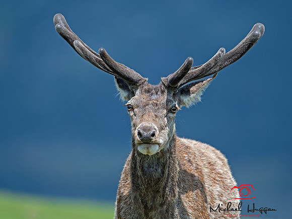 Male Red Deer near Glen Esk