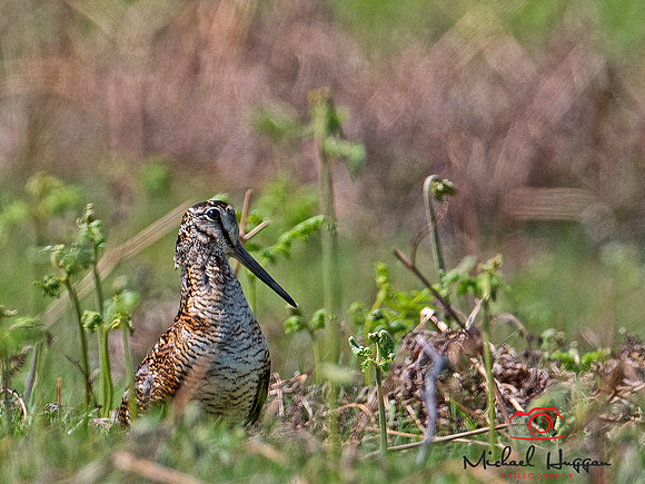 Woodcock near Glen Esk