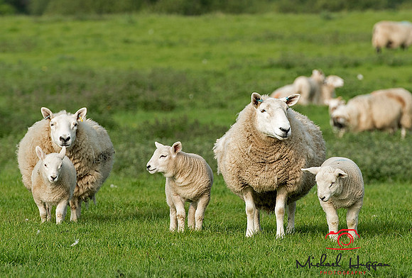 Sheep near Glen Esk,