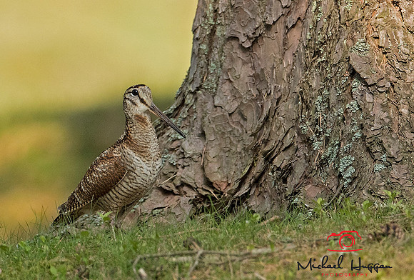 Woodcock near Glen Esk