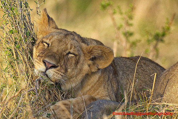 Young lion sleeping