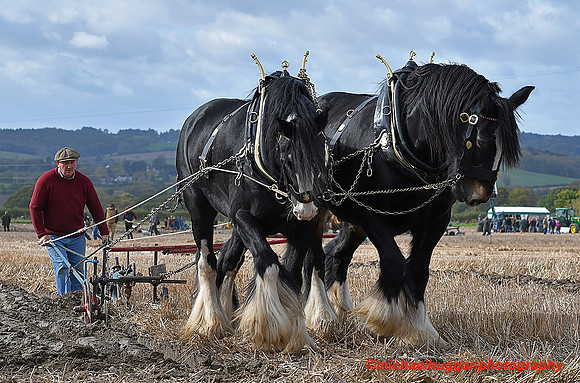 45th All England Heavy Horse Ploughing Championship