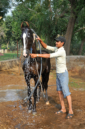 81 Km Endurance Event Stables