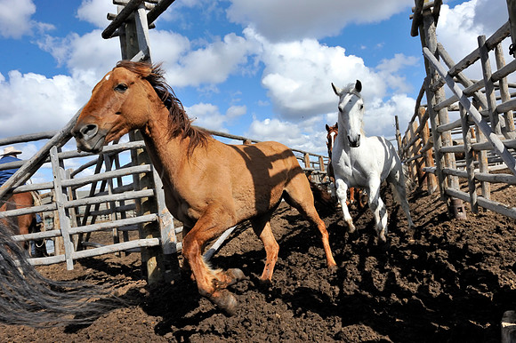 horse-ranch-sombrero-041