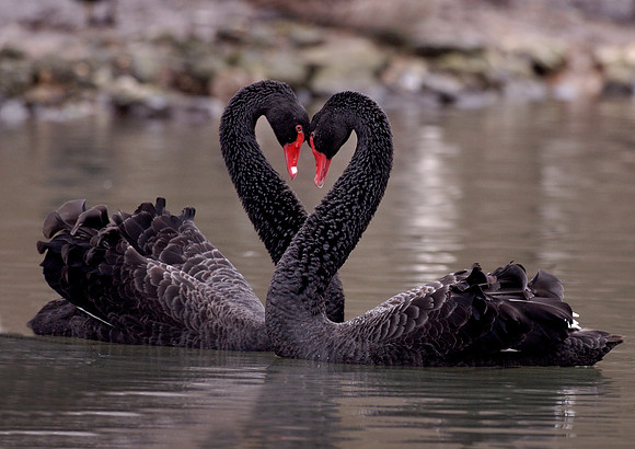 Black swan x 2