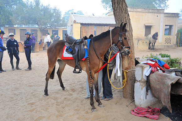 81 Km Endurance Event Stables