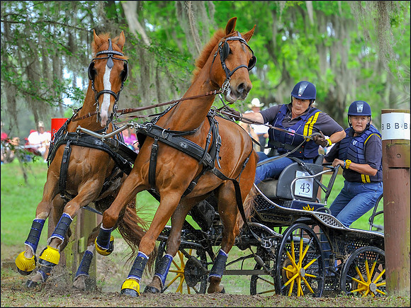 Live Oak Carriage Driving