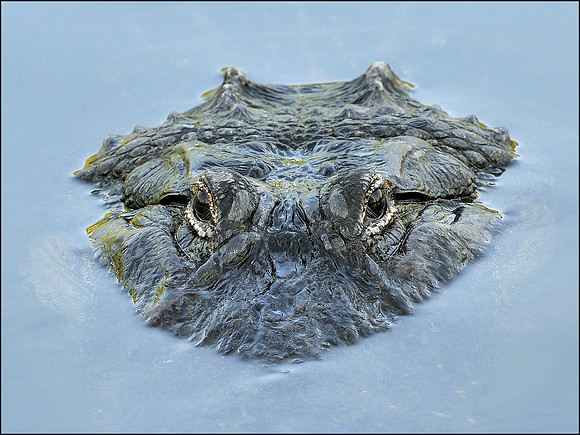 Alligator