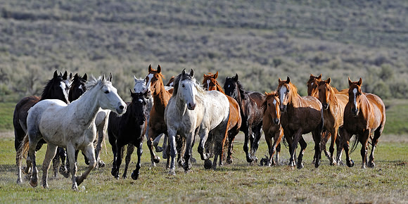 horse-ranch-sombrero-084