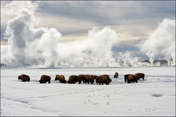 Herd of Bison grazing