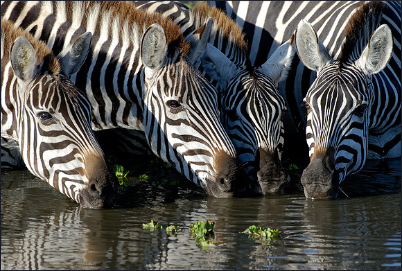 Zebras Drinking