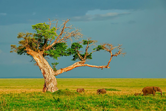 Lone Tree  - Masai Mara