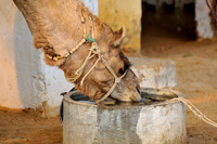 Roop Niwas Stables, Rajasthan, India