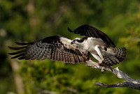 American Wildlife