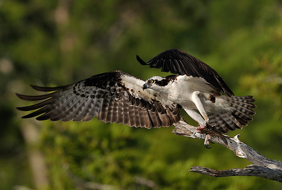 Florida090427.04096_1Osprey with fish