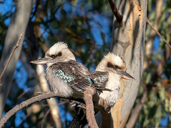 Two Kookaburras