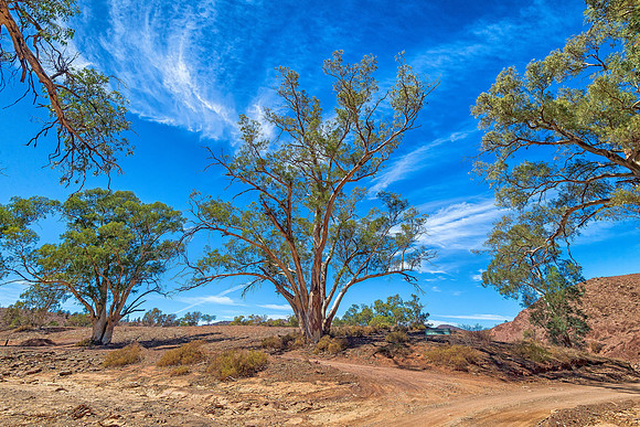 Trees in Brachina George