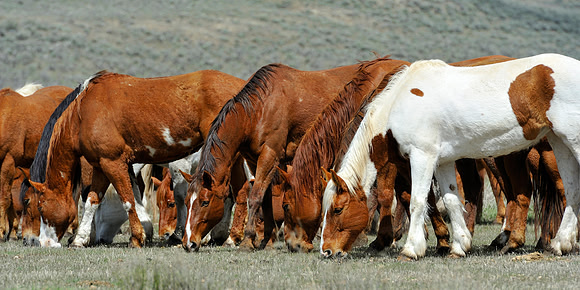 horse-ranch-sombrero-050