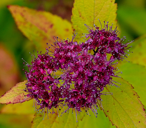 20210729 Spirea in Autumn