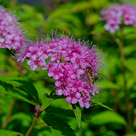 20210729 Spirea